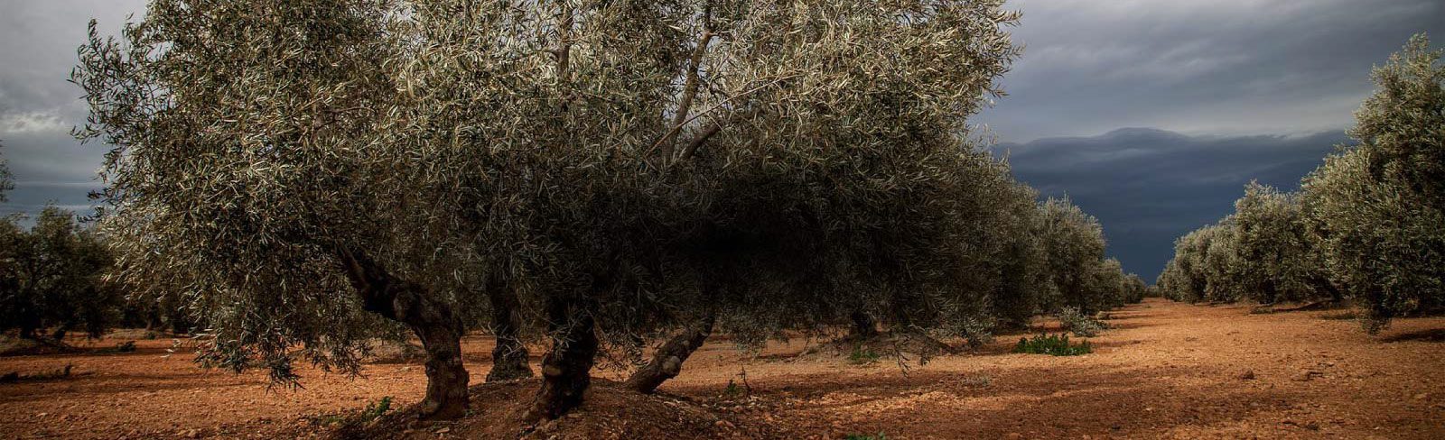 Olivos de Aceites Echinac